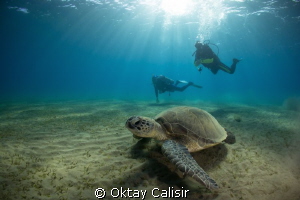 Turtle and Divers! by Oktay Calisir 